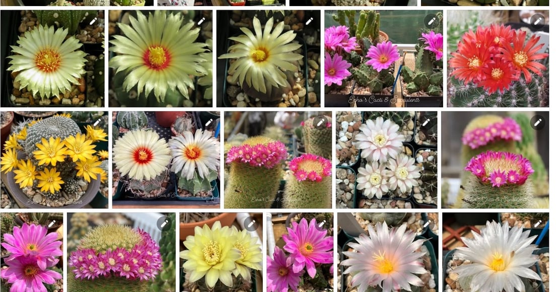 spring flowers